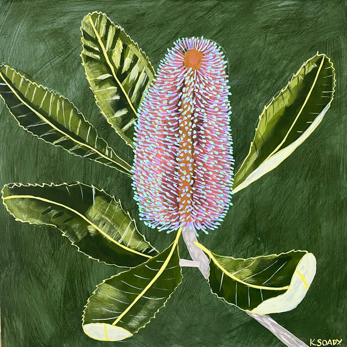 Banksia Robur #5