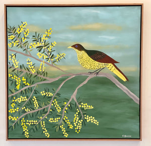 Acacia and the Bowerbird