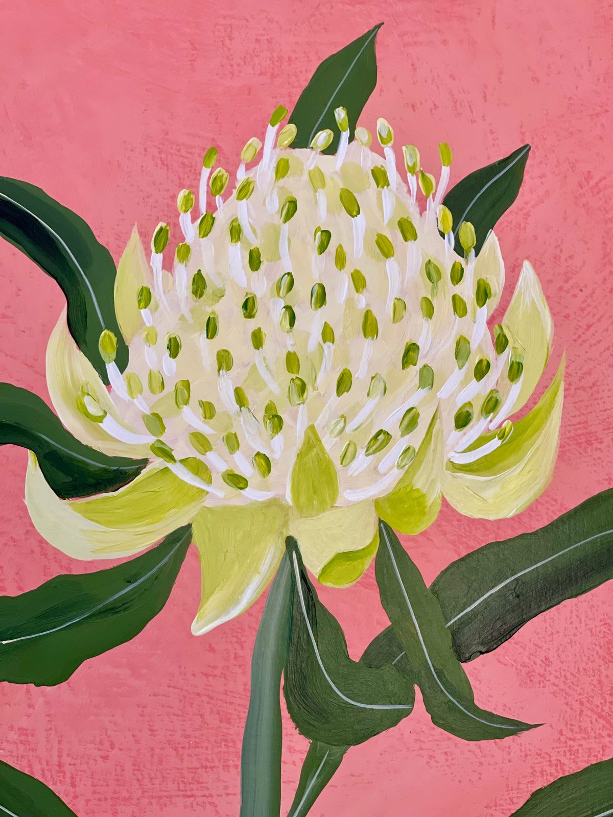 Waratah