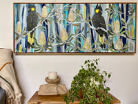 Yellow Tail Black Cockatoos