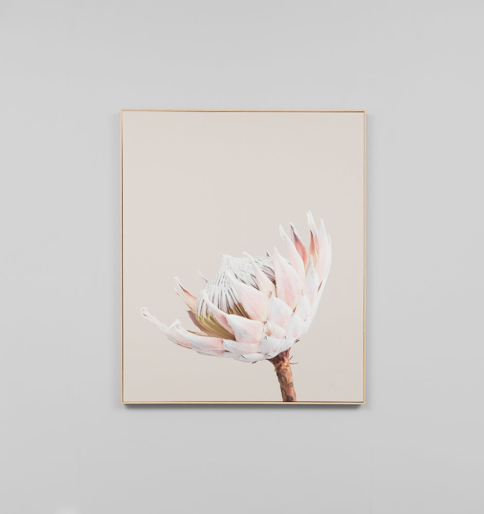 King Protea Portrait