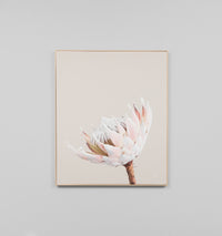 King Protea Portrait