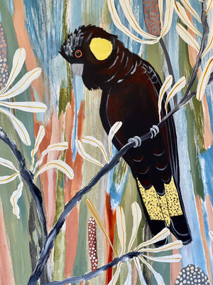 Spring Black Cockatoos