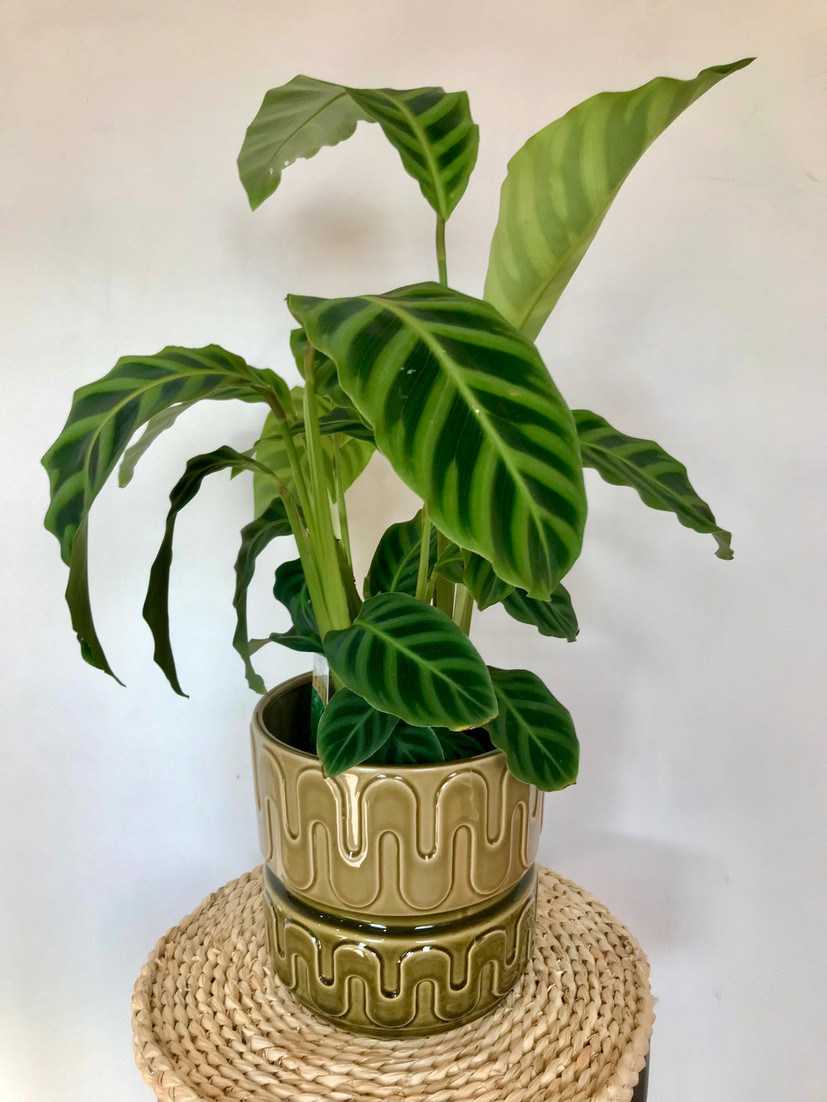 Groovy Planter - Moss