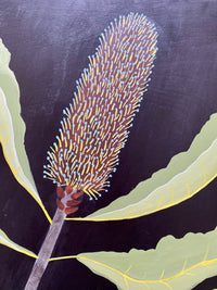 Banksia Robur