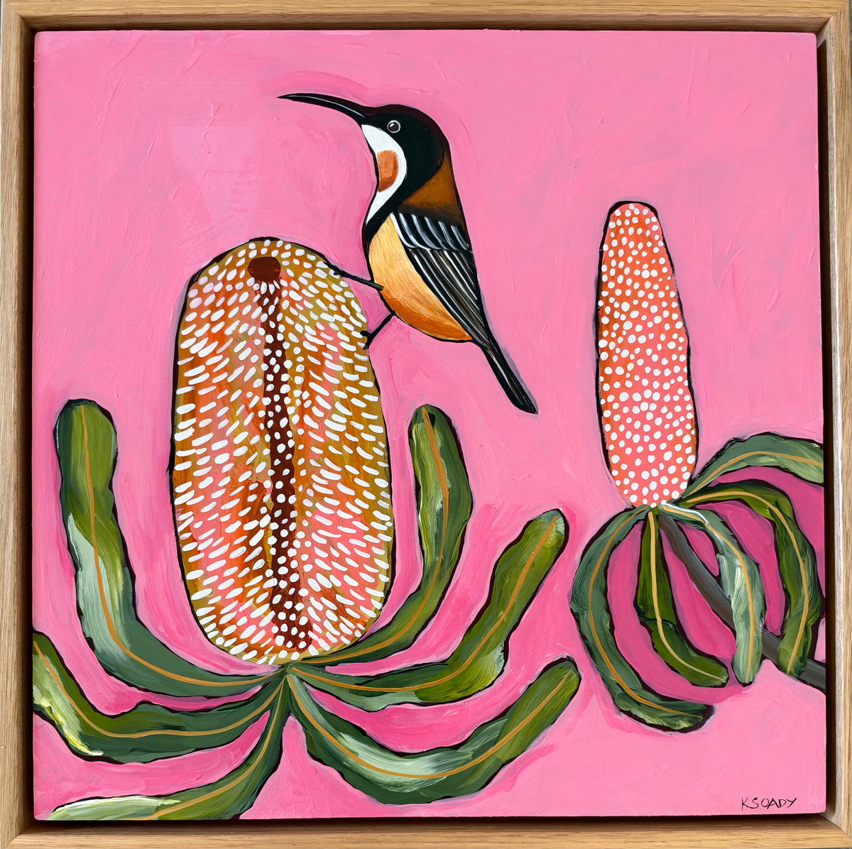Spring Spinebill