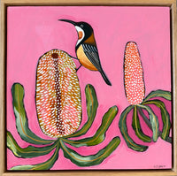 Spring Spinebill
