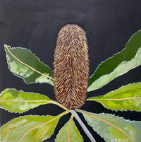 Banksia Robur #4