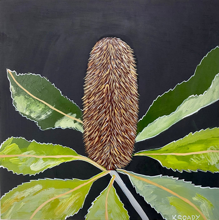 Banksia Robur #4