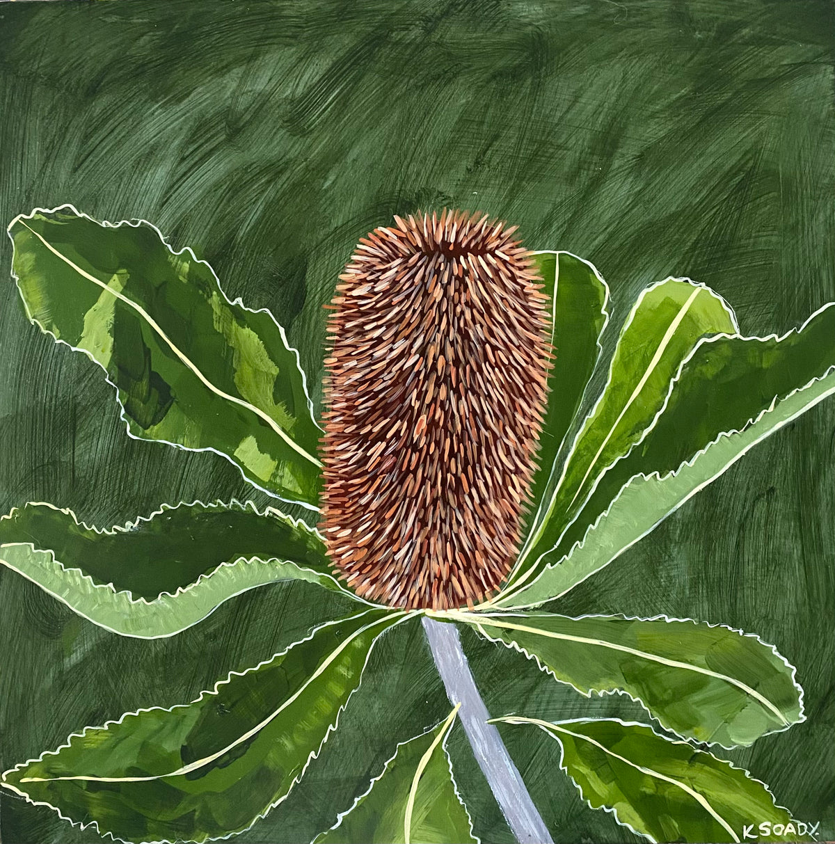 Banksia Robur #6