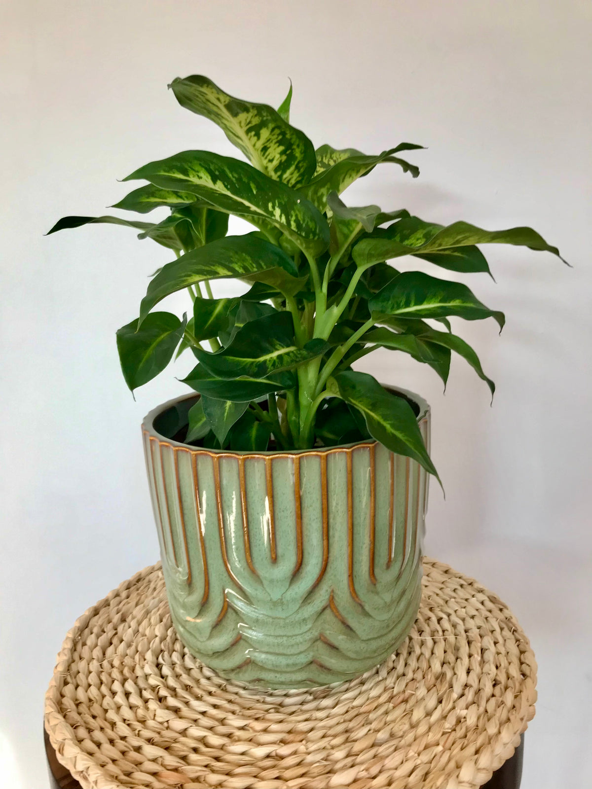 Hippy Planter - Mantis