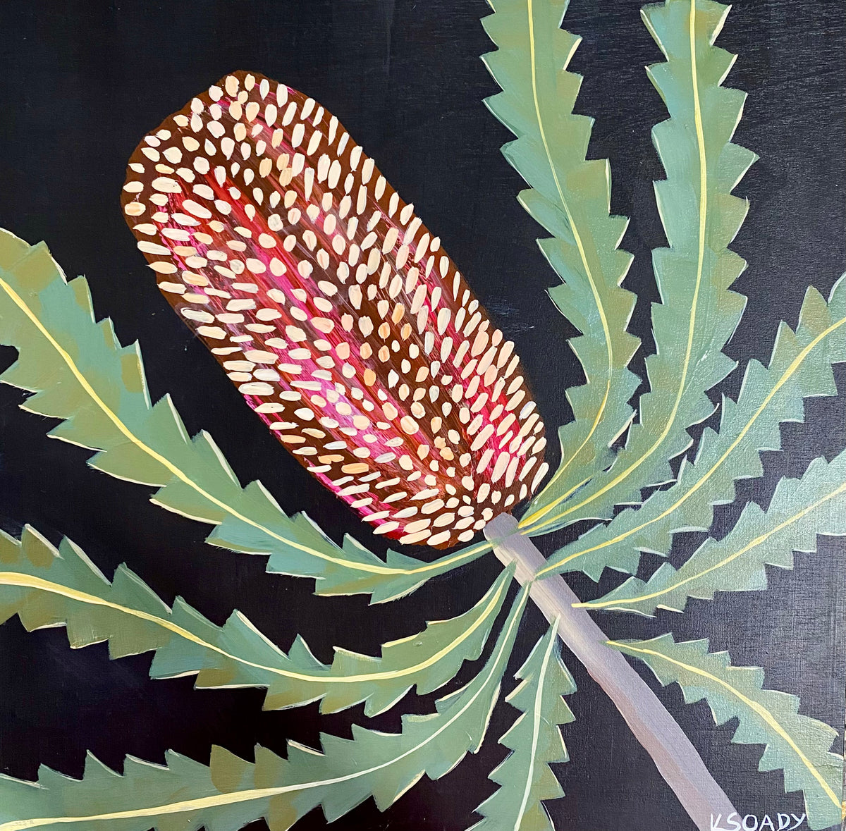 Evening Banksia #17