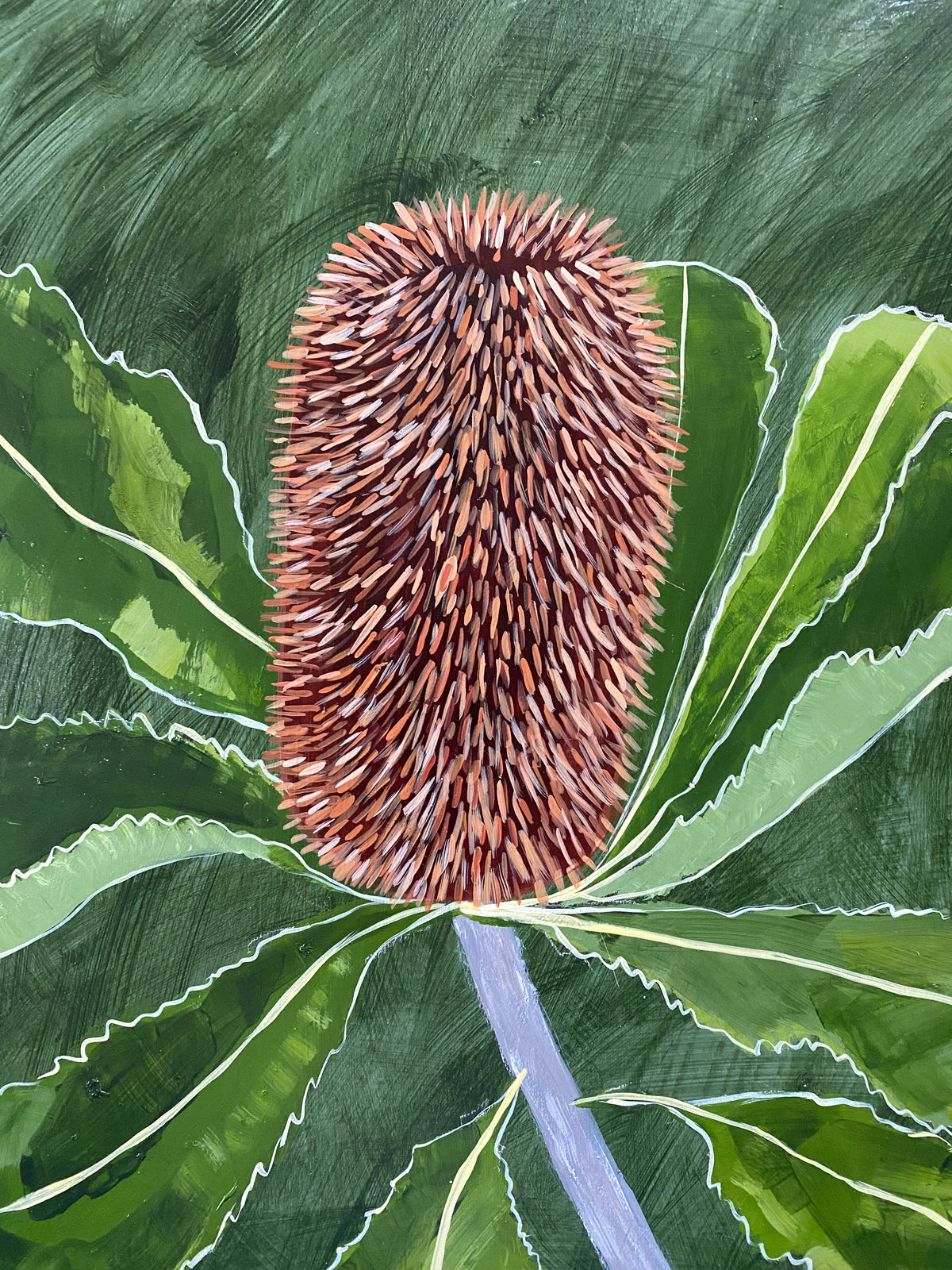 Banksia Robur #6