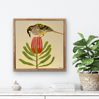 Red Wattlebird