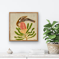 Little Wattlebird