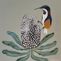 Honeyeater & Banksia #5