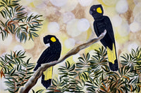 Black Cockatoos in the Afternoon Light