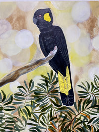 Black Cockatoos in the Afternoon Light