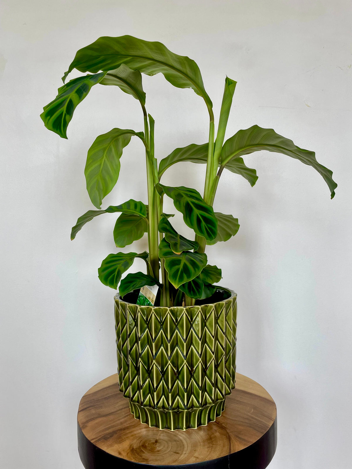 Trippy Planter - green