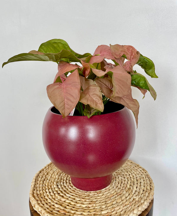 Large Orbit Planter Ruby