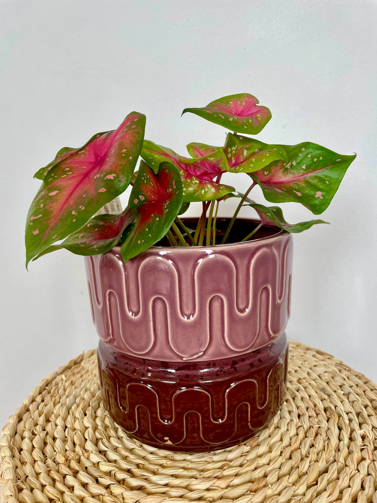 Groovy Planter - Mulberry