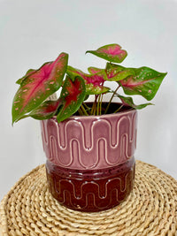 Groovy Planter - Mulberry