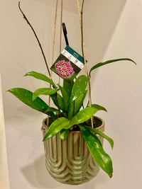 Hippy Hanging Planter