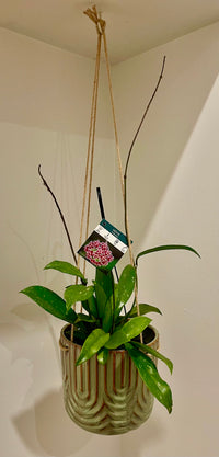 Hippy Hanging Planter