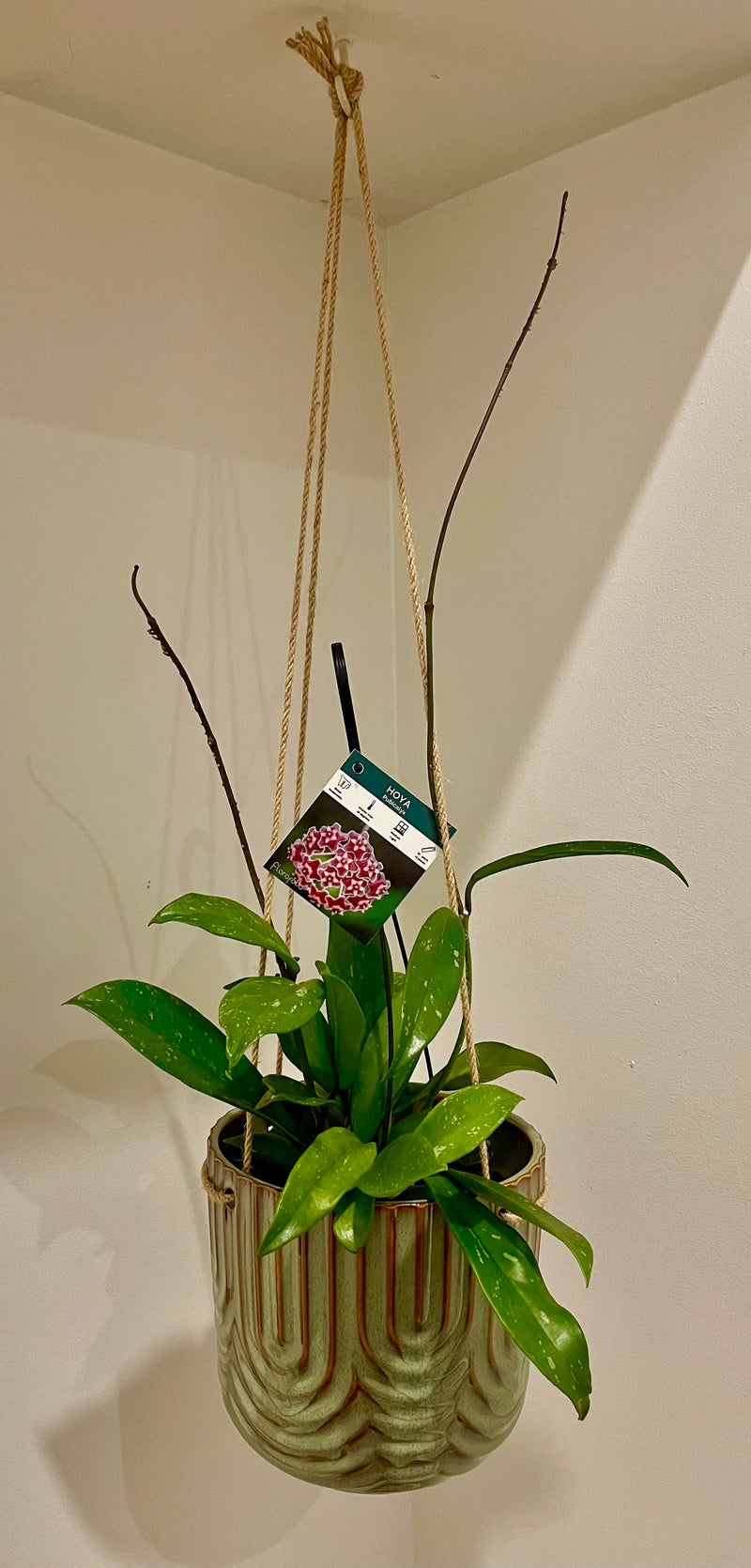 Hippy Hanging Planter