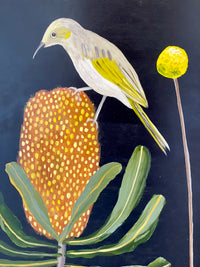 Fuscous Honeyeater