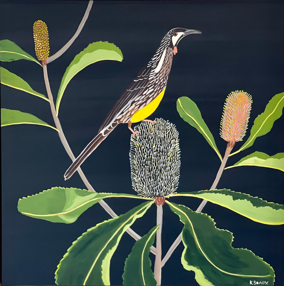 Wattlebird & Robur