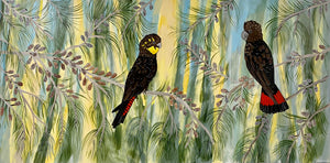 Glossy Black Cockatoos in the Casuarina