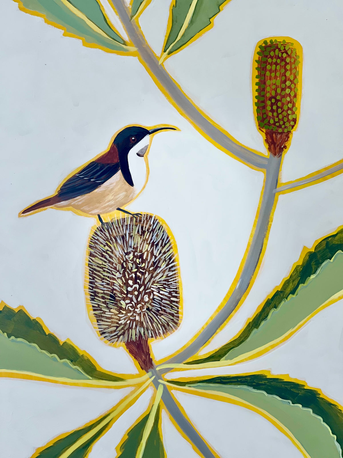 Robur Banksia and Spinebill #2