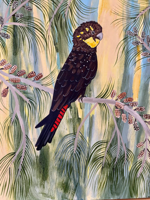 Glossy Black Cockatoos in the Casuarina