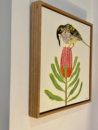 Red Wattlebird