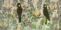 Black cockatoos in the Banksia #5