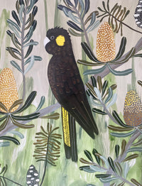 Black cockatoos in the Banksia #5