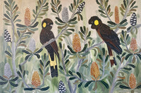 Black Cockatoos in the Banksia #6
