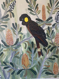 Black Cockatoos in the Banksia #6