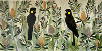 Black Cockatoos in the Banksia #7