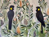 Black Cockatoos in the Banksia #7