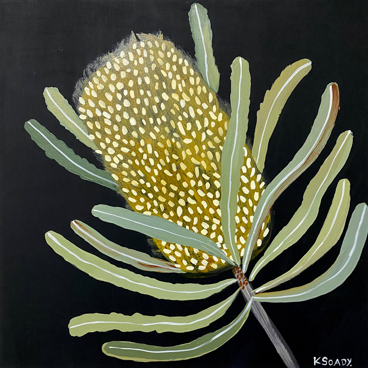 Banksia Nocturne #5