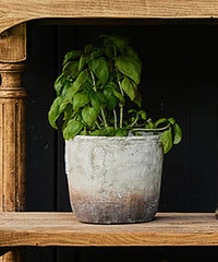 Marron Planter