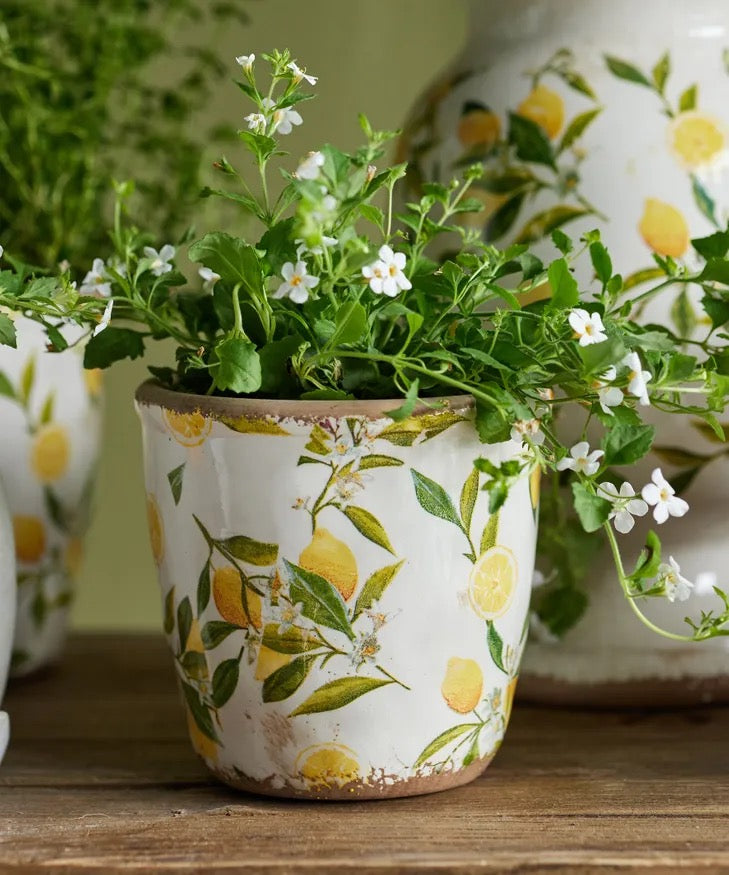 Botanical Herb Pot Lemon