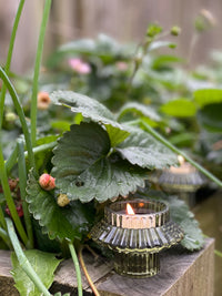 Outdoor Mosquito Soy Tealights