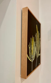 Banksias #6