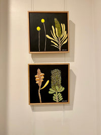 Pod and Banksia #2