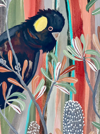 Desert Banksia and Black Cockatoo
