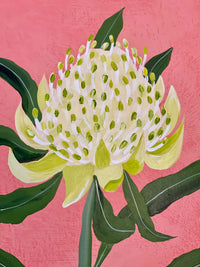 Waratah