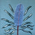 Blue Banksia Portrait